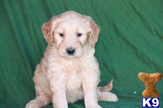 Goldendoodles Puppies for Sale
